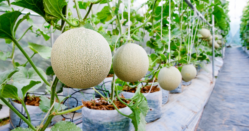 旭村メロンとは？ 茨城が誇る至高の甘さと風味