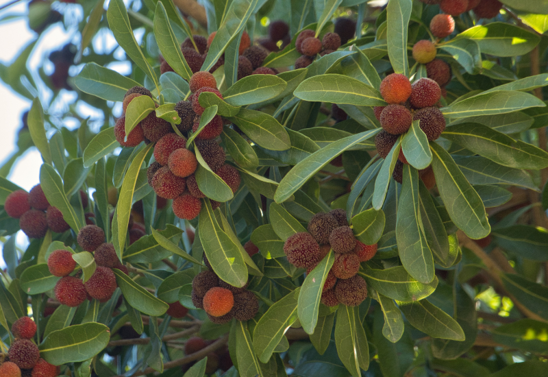 ヤマモモジャムの作り方完全ガイド｜種の取り方から保存方法まで