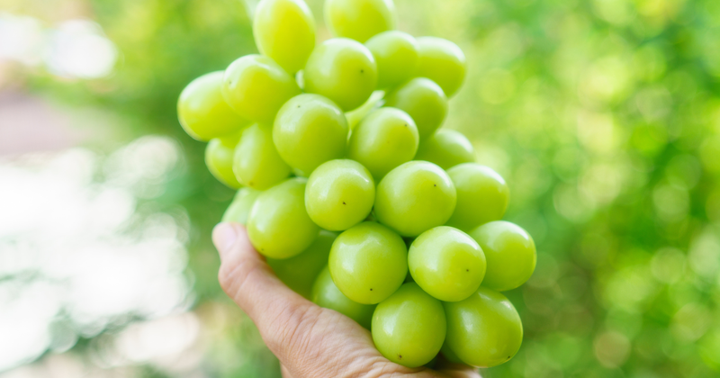 初心者でも簡単！プランターで始めるシャインマスカット栽培完全ガイド