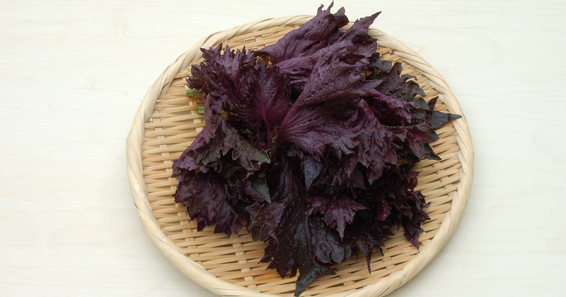 赤紫蘇とは？特徴・旬・活用方法を徹底解説