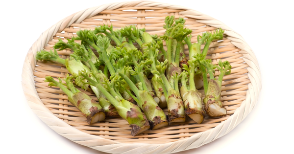 タラの芽の選び方から保存方法、美味しい食べ方まで徹底解説