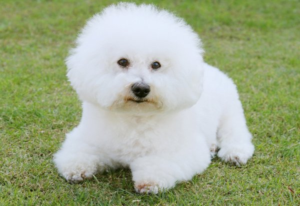 犬にりんごは大丈夫？与え方の注意点