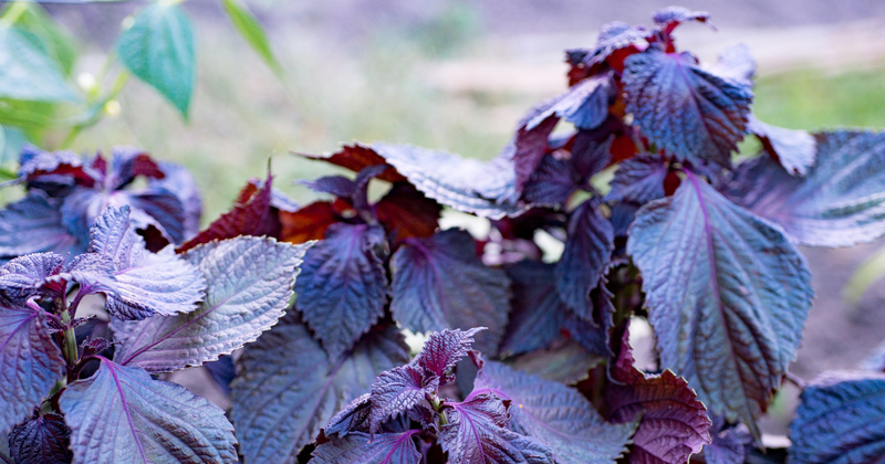 赤紫蘇の効能：知られざる健康パワーと活用法