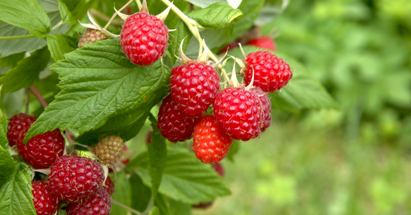 野いちごとヘビイチゴ：違いを知って楽しむ、身近な自然の恵み