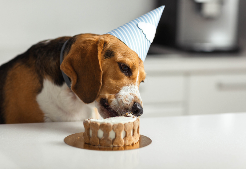 愛犬のための特別なご褒美！犬用ケーキの選び方