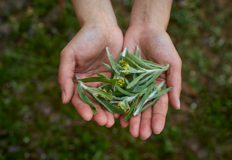 よもぎ 茶とは - スイーツモール