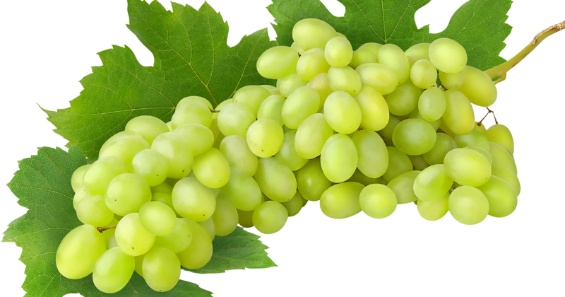 白ぶどうとマスカットの違いとは？種類・味・見た目を徹底解説