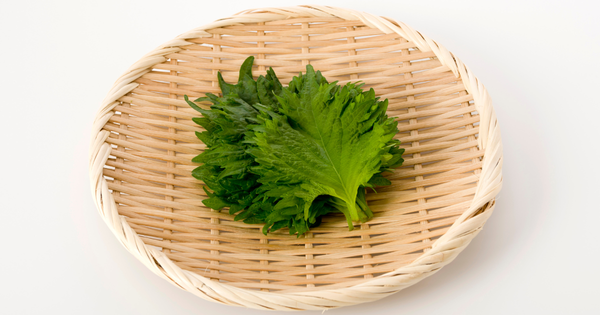 大葉(青じそ)を長持ちさせる保存方法｜冷蔵・冷凍・乾燥・漬け方別に徹底解説