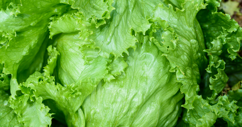 レタス 外側