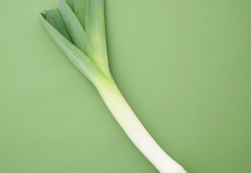 アイヌネギとは？北海道の春を彩る山菜の魅力と秘密