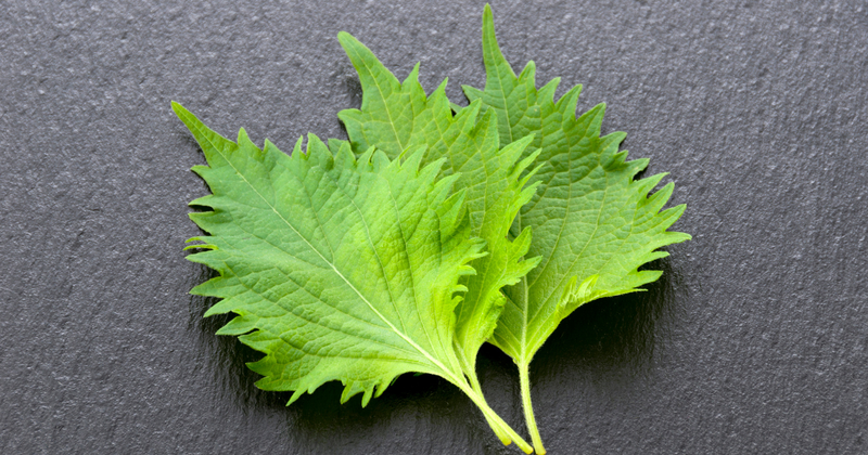 青じその効能：知られざる健康効果と食卓での活用法