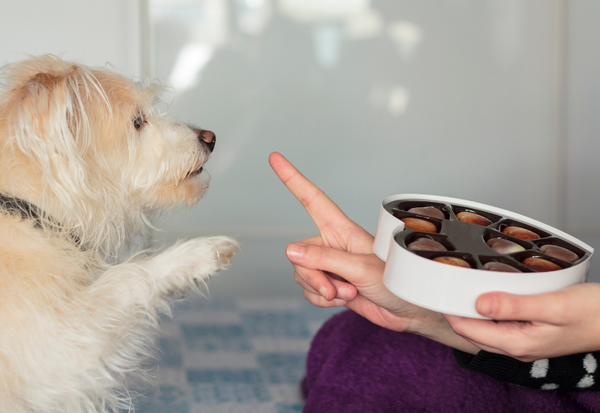 犬がチョコレートを食べた！その危険性と取るべき対策