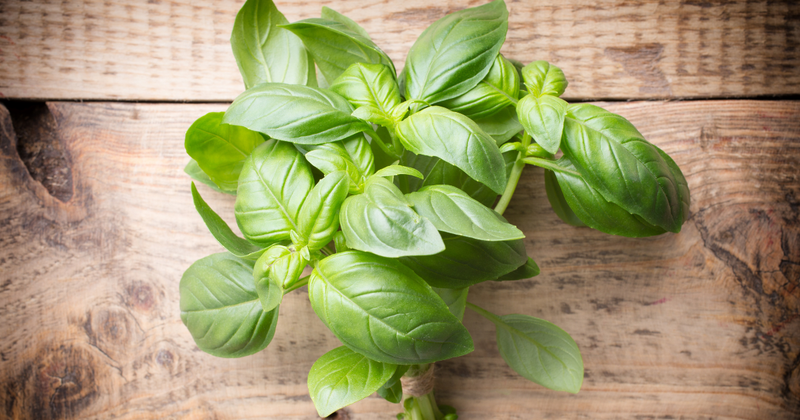 初心者でも簡単！プランターでバジルを育てて食卓を豊かに：種まきから収穫、豊作の秘訣と保存方法