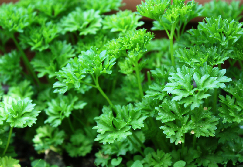 パセリとイタリアンパセリ：違いを見分け、料理を彩る活用術