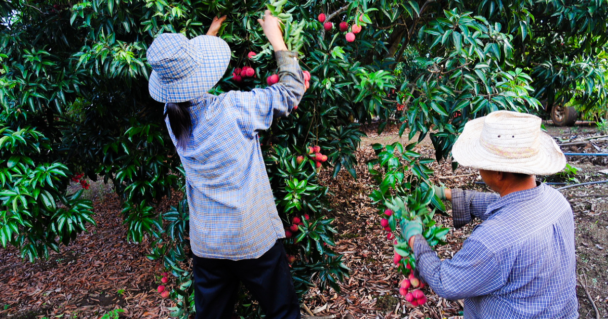 ライチ栽培の難しさ：知っておくべき落とし穴と成功の秘訣