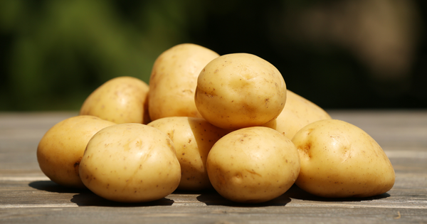 ジャガイモ（馬鈴薯）の連作障害を徹底解説：原因から具体的な対策、予防法まで