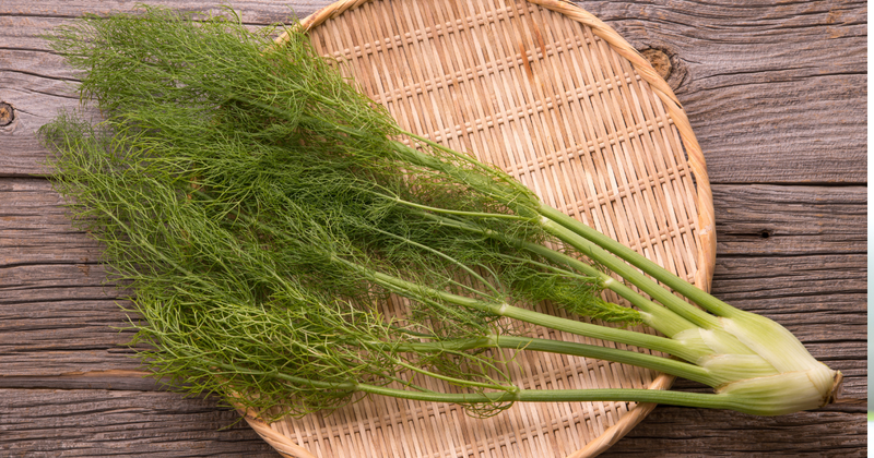 ウイキョウ(茴香)とは｜特徴、育て方、効果・効能やフェンネルとの違い、花言葉まで徹底解説