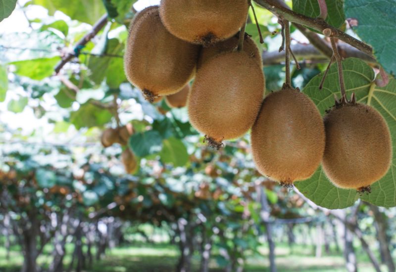 キウイ、早すぎる収穫は損？最適な時期を見極めるための完全ガイド