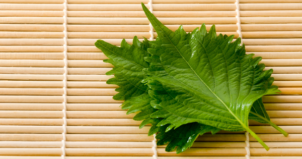 知っておきたい紫蘇（しそ）の効能！栄養、効果、活用法を徹底解説