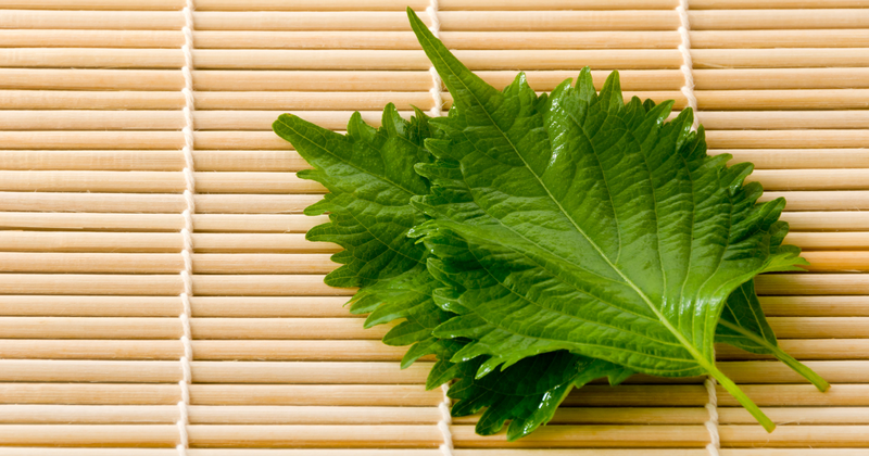 知っておきたい紫蘇（しそ）の効能！栄養、効果、活用法を徹底解説