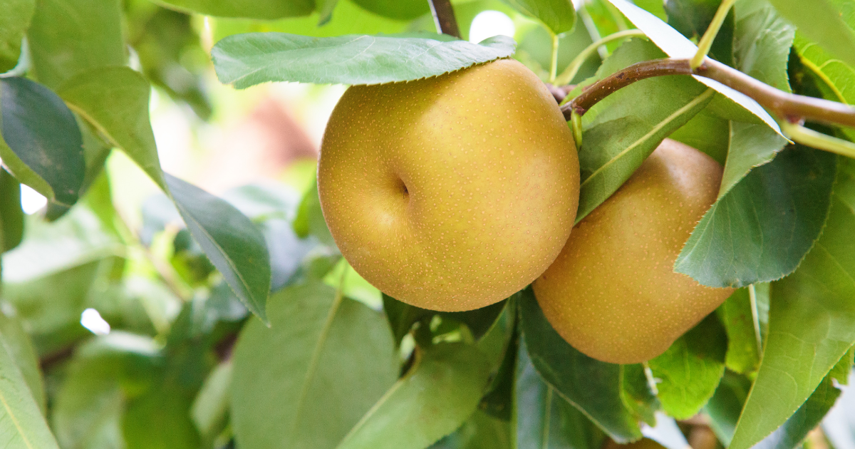 梨の産地ランキング！ おすすめ名産地を徹底解説