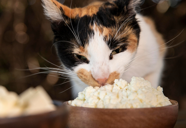 猫用のチーズ