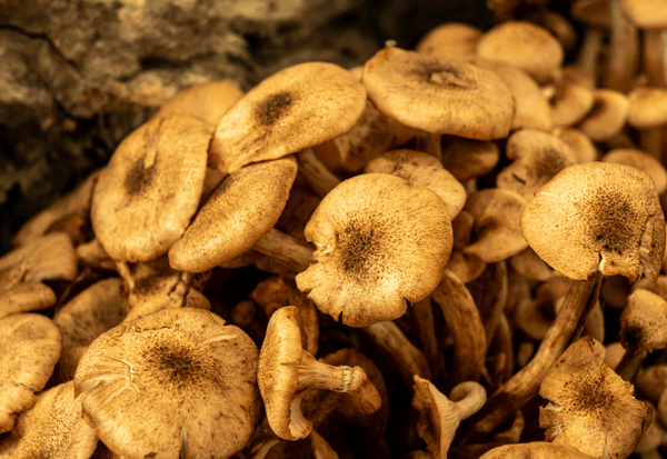 ナラタケの見分け方：特徴、類似毒キノコとの識別、安全な採取