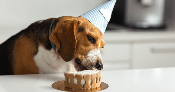犬にチーズケーキを与えても大丈夫？注意点と食べてしまったときの対処法
