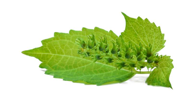 紫蘇の実の効能：知られざる健康効果と活用法