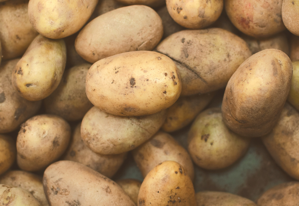 ジャガイモのルーツはインドネシア？語源と知られざる歴史