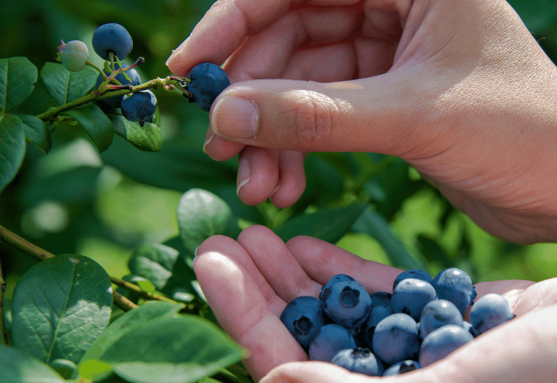 ブルーベリー 肌 効果