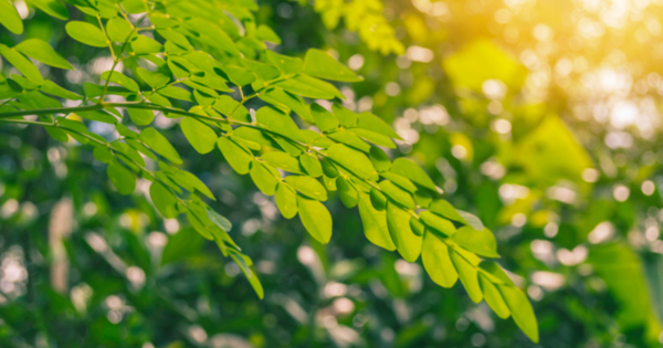 家庭でモリンガを栽培！スーパーフードの育て方と冬越し術を徹底解説