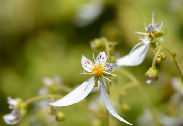 ユキノシタを庭に植えて後悔？ 増えすぎと毒性の真実