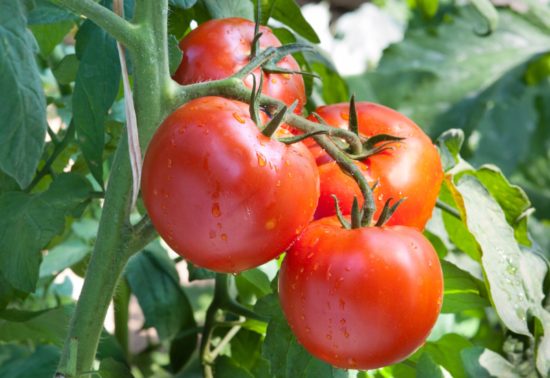 トマトの尻腐れ原因徹底解明：予防と対策で美味しい実を守る！