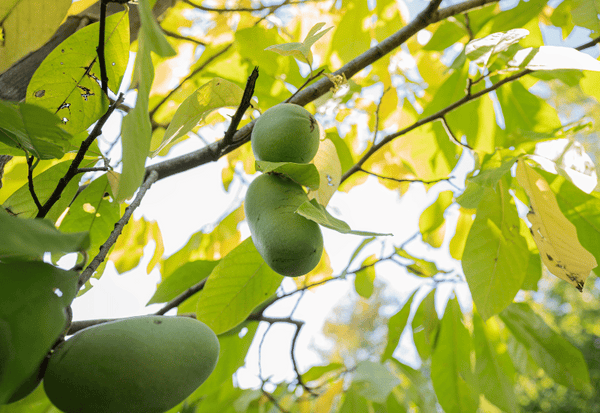 幻の果実ポポーとは？森のカスタードクリームの秘密を徹底解剖
