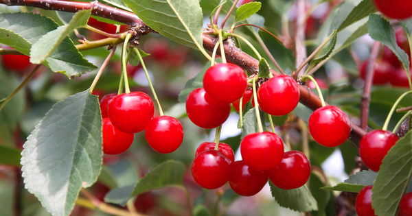 桜の実とさくらんぼの違い：知っておきたい全て