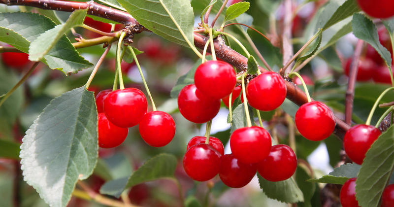 桜の実とさくらんぼの違い：知っておきたい全て