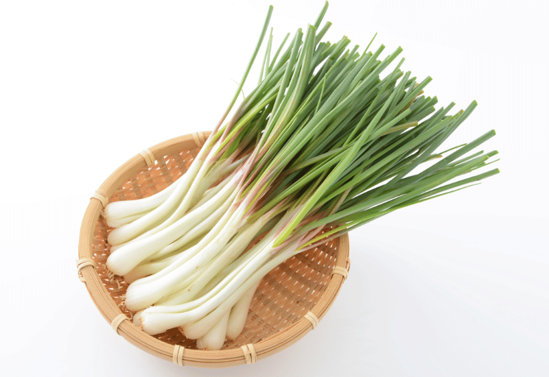 ワケギ：ネギとタマネギのハイブリッド、その知られざる魅力と多様な呼び名