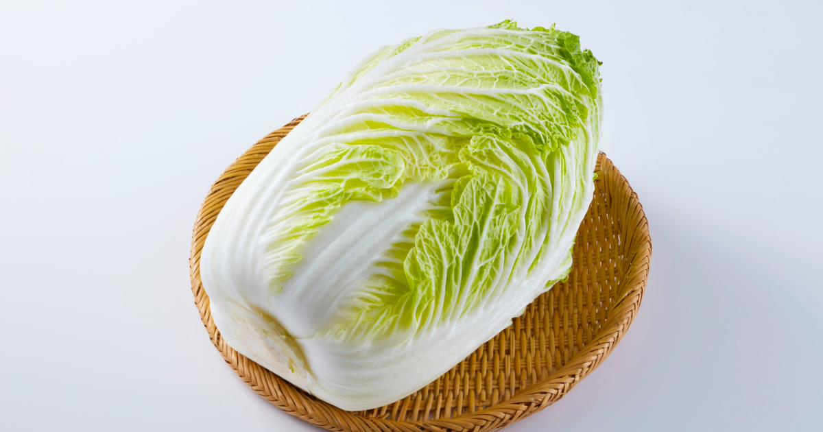 【完全版】白菜栽培ガイド：植え付け時期、病害虫対策、結球不良の克服