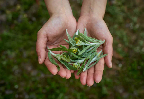 よもぎ 茶とは?よもぎ 茶 効能など解説