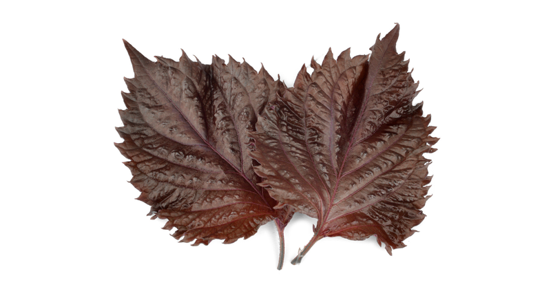 赤紫蘇の種まき時期：初心者でも失敗しない栽培方法と育て方のコツ