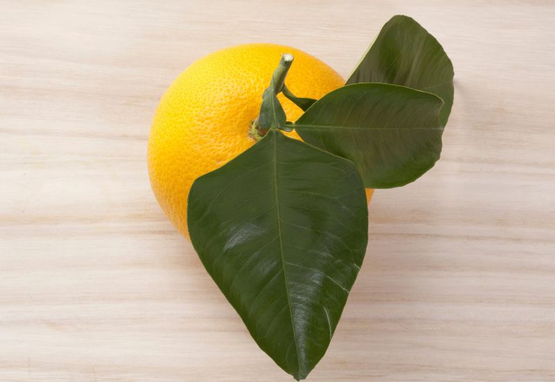 はっさくの旬はいつ？爽やかな風味を堪能する秘密