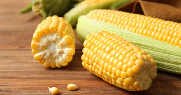 トウモロコシの育て方徹底解説：初心者でも甘くて大きな実を収穫する栽培のコツ