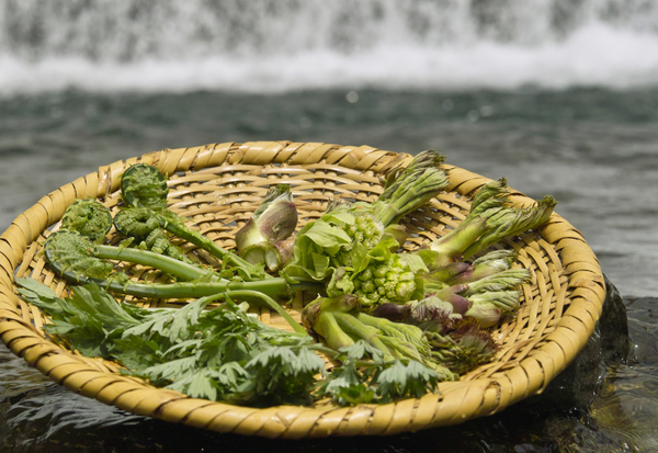 水菜と山菜：自然の恵みを食卓へ