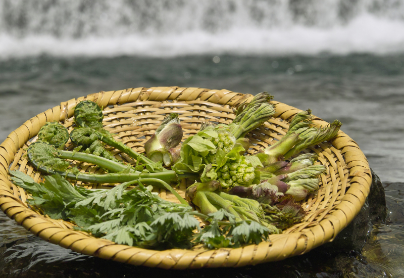 水菜と山菜：自然の恵みを食卓へ