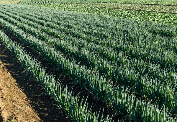 ネギを冷凍保存で長持ちさせる！日持ちの目安と保存方法を徹底解説
