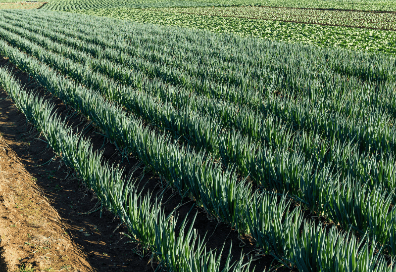 ネギを冷凍保存で長持ちさせる！日持ちの目安と保存方法を徹底解説