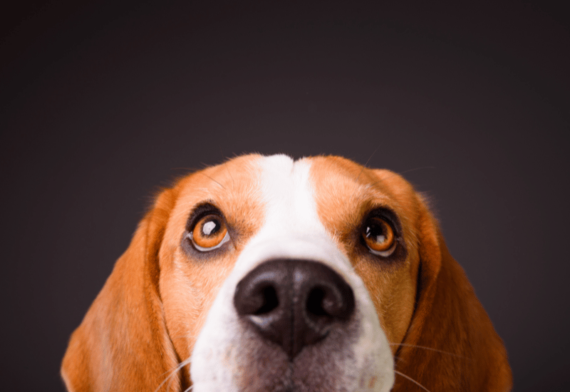 犬はアボカドを食べてはいけない！症状と対処法を解説