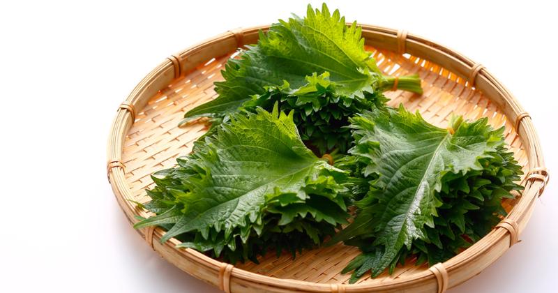 青しそジュースを長期保存！鮮やかな風味を一年中楽しむための秘訣