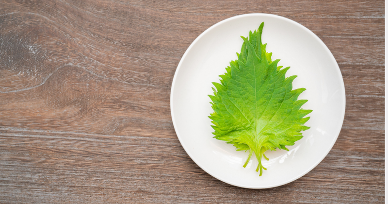 大葉（シソ）をおいしく長持ち！冷蔵・冷凍・乾燥で鮮度を保つ保存方法